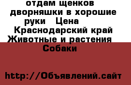 отдам щенков - дворняшки в хорошие руки › Цена ­ 10 - Краснодарский край Животные и растения » Собаки   